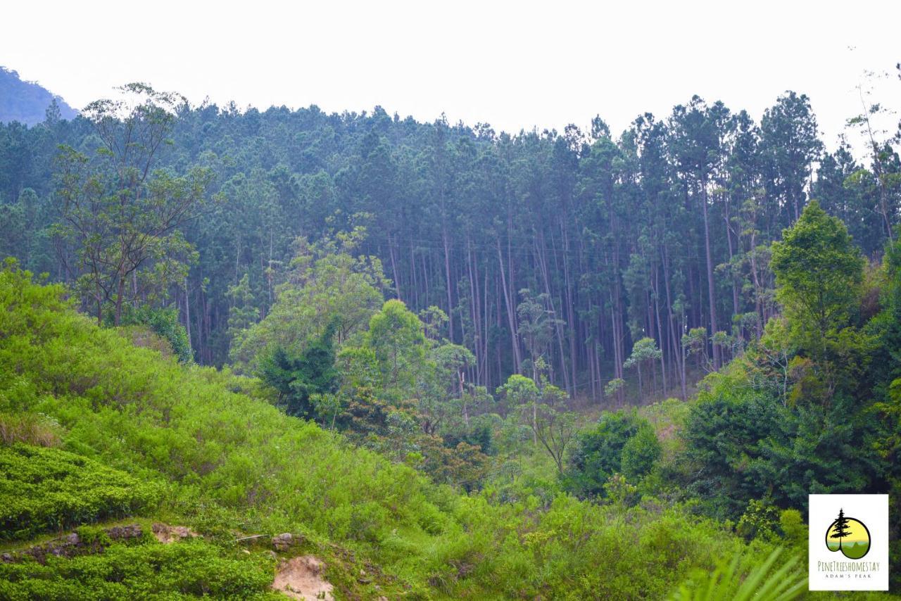 Pine Trees Homestay Nallathanniya Exterior photo