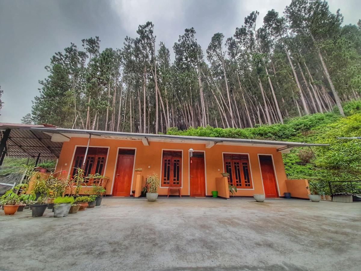 Pine Trees Homestay Nallathanniya Exterior photo